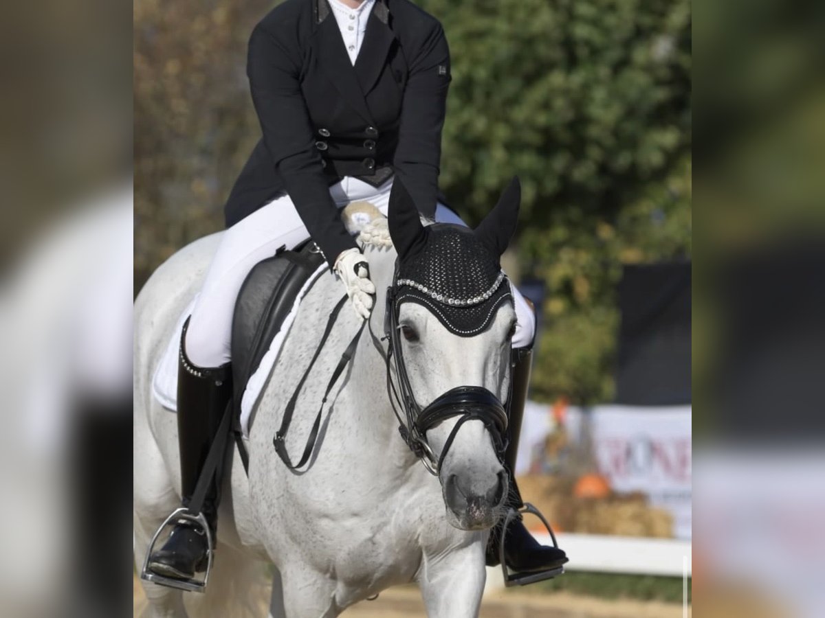 Deutsches Reitpony Stute 14 Jahre 155 cm Schimmel in Harsdorf