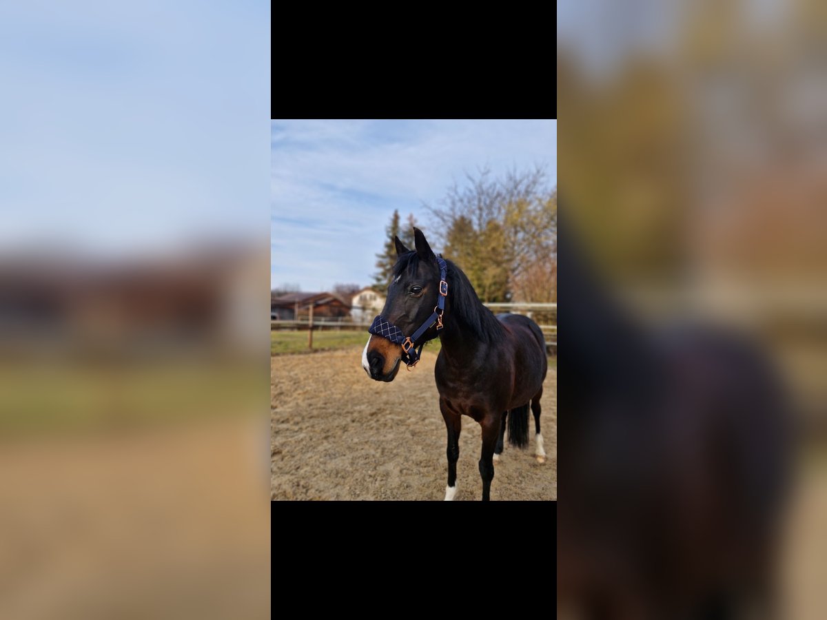 Deutsches Reitpony Stute 15 Jahre 135 cm Dunkelbrauner in Steinheim an der Murr