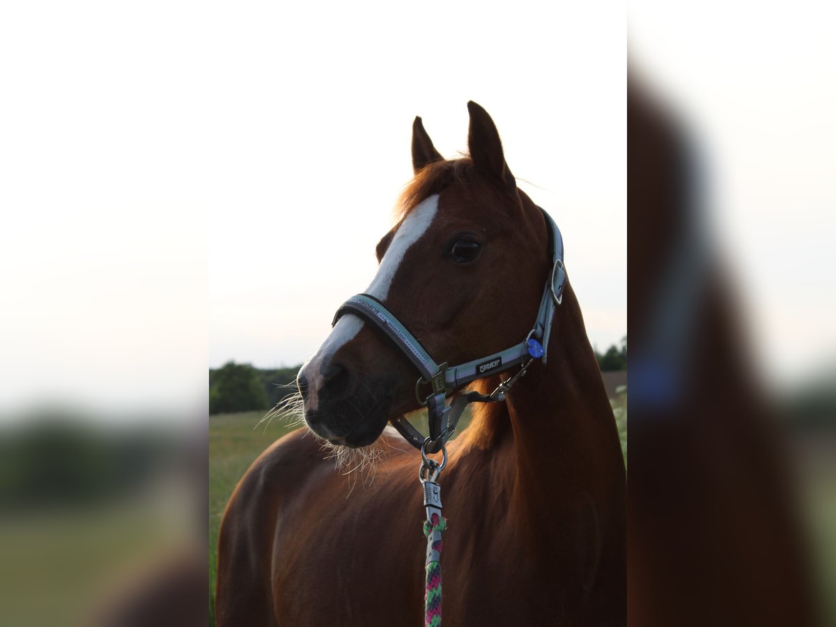Deutsches Reitpony Stute 15 Jahre 136 cm Fuchs in Gummersbach