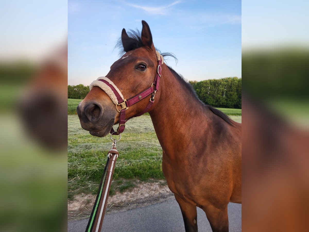 Deutsches Reitpony Stute 15 Jahre 138 cm Brauner in Holzwickede