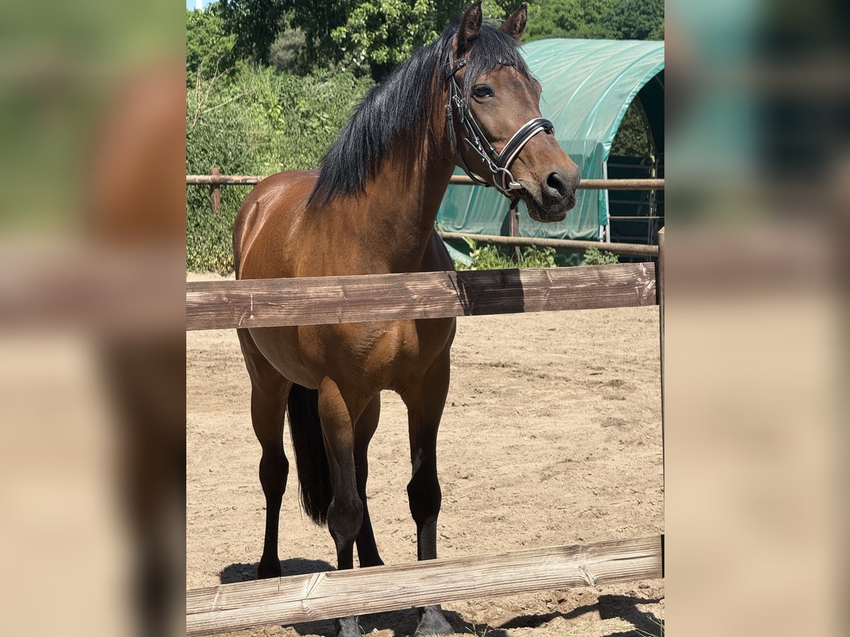 Deutsches Reitpony Stute 15 Jahre 140 cm Brauner in Haltern am See
