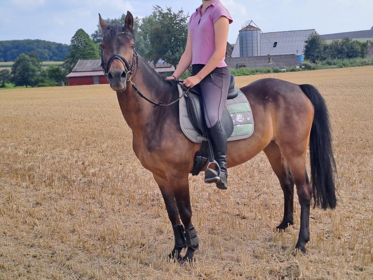 Deutsches Reitpony Stute 15 Jahre 142 cm Dunkelbrauner in Melle