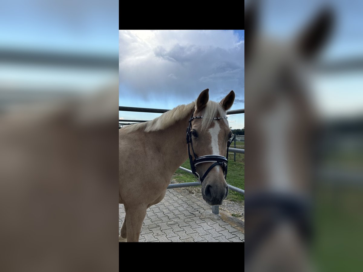Deutsches Reitpony Stute 15 Jahre 142 cm Palomino in Zimmern ob Rottweil