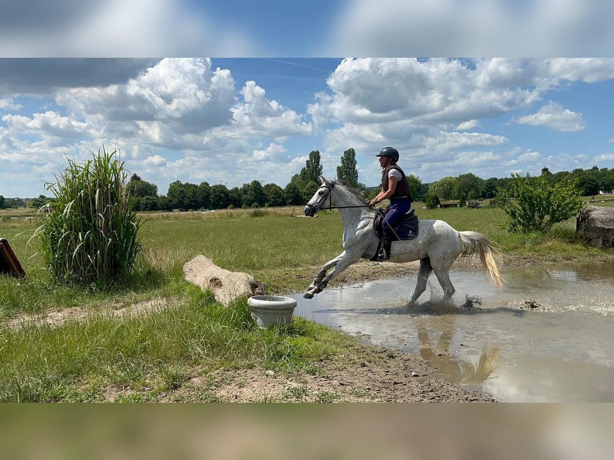 Deutsches Reitpony Stute 15 Jahre 144 cm Fliegenschimmel in Rödermark