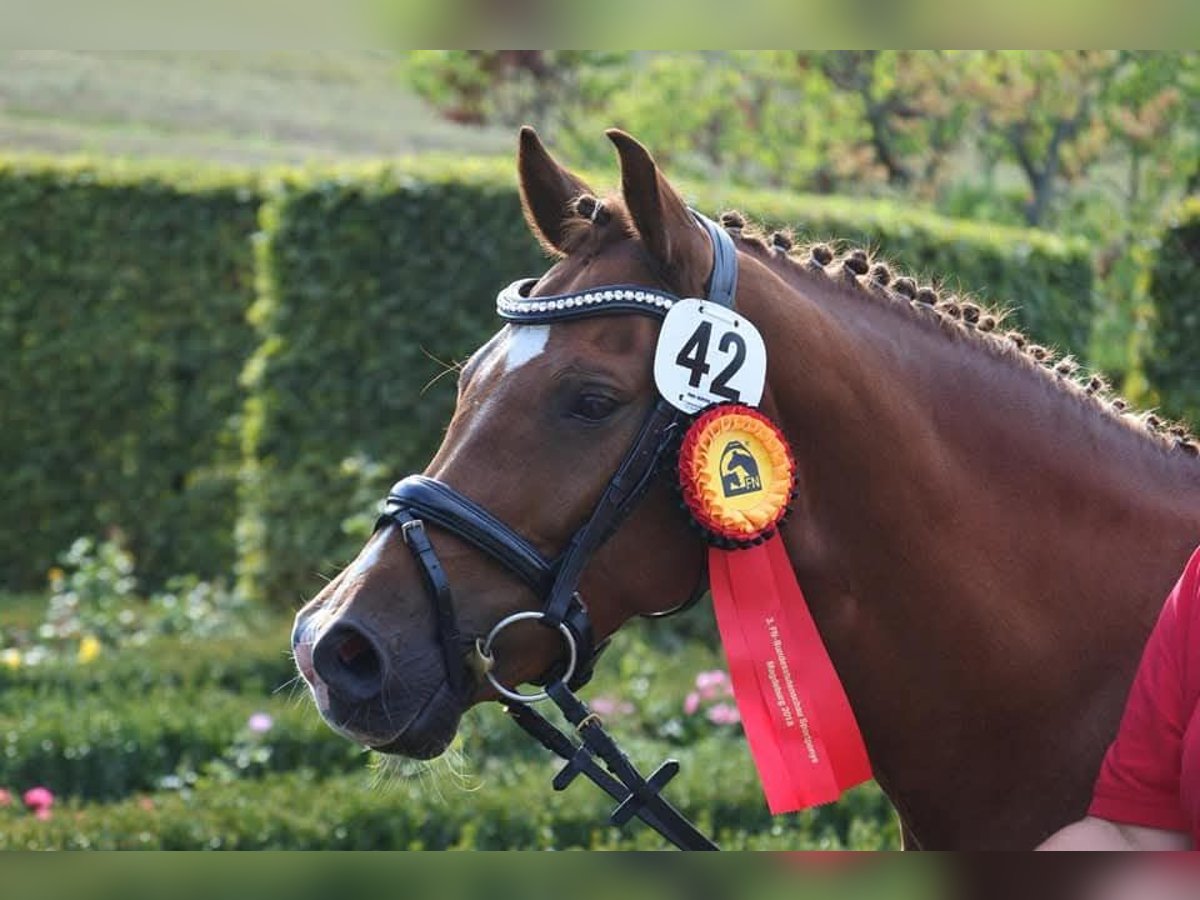 Deutsches Reitpony Stute 15 Jahre 145 cm Dunkelfuchs in Hamm