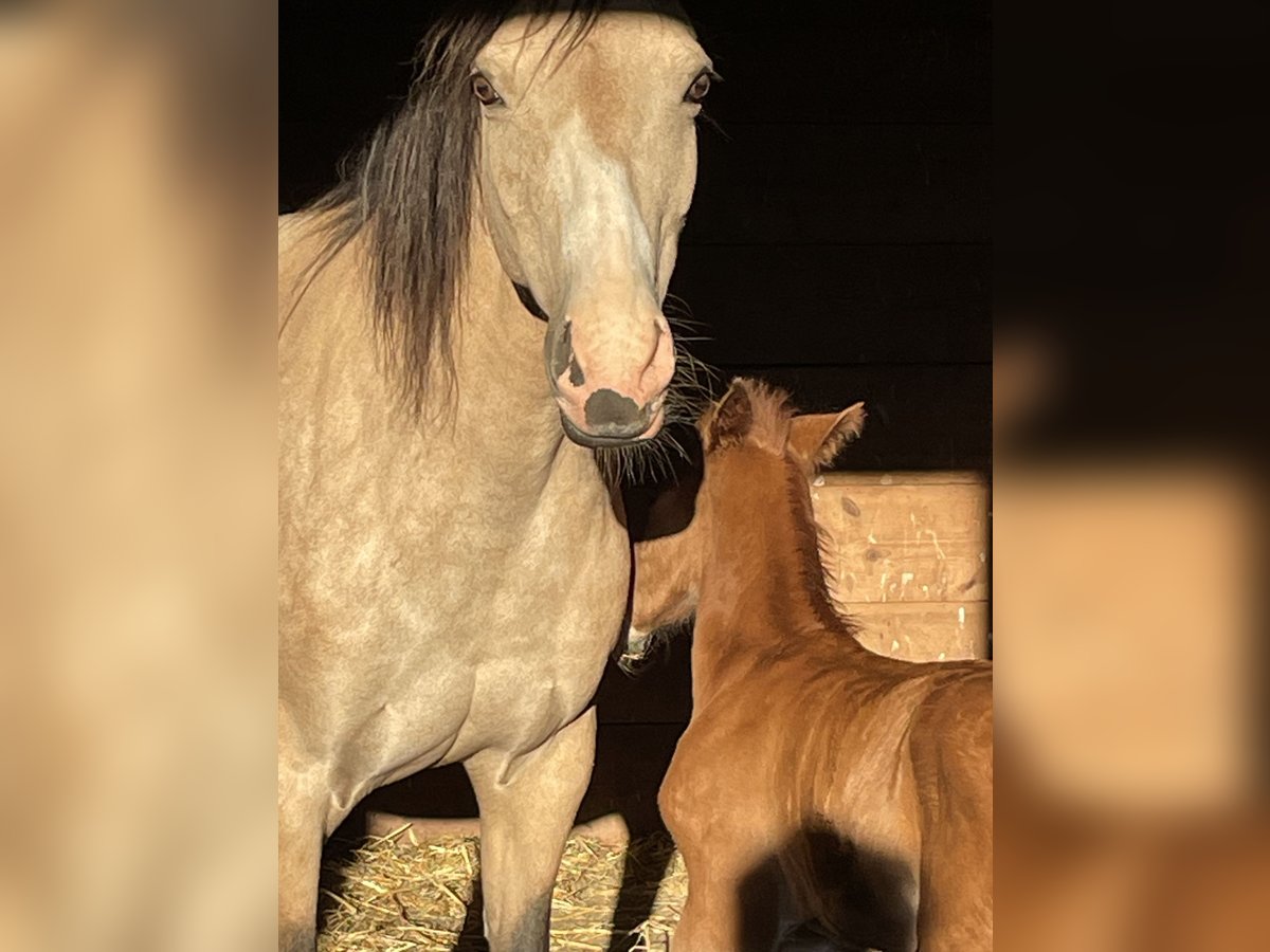 Deutsches Reitpony Stute 15 Jahre 145 cm Falbe in Bitburg