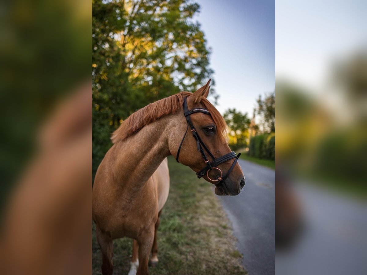 Deutsches Reitpony Stute 15 Jahre 146 cm Fuchs in Langelsheim
