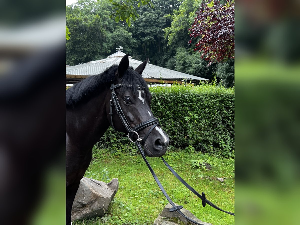 Deutsches Reitpony Stute 15 Jahre 146 cm Rappe in K&#xF6;ln