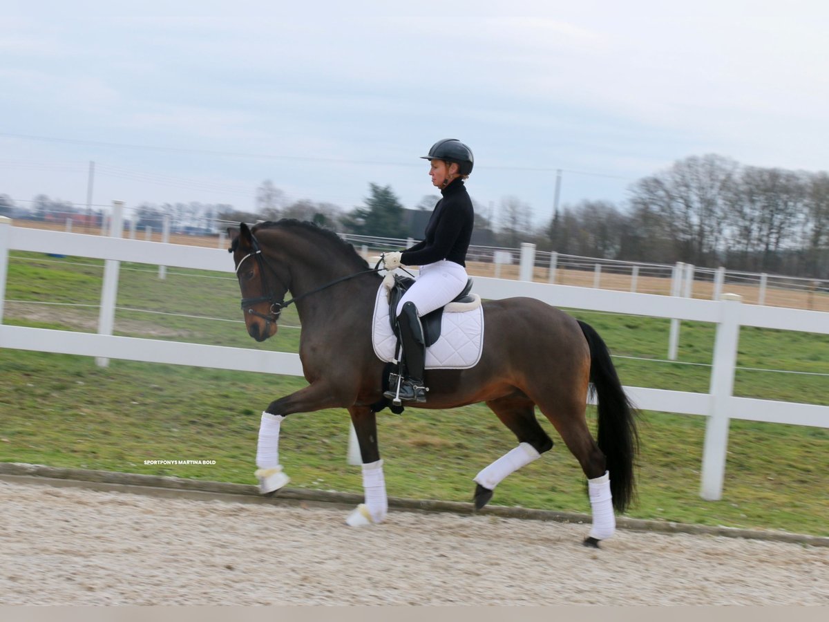 Deutsches Reitpony Stute 15 Jahre 147 cm Brauner in Recke, bei Osnabrück