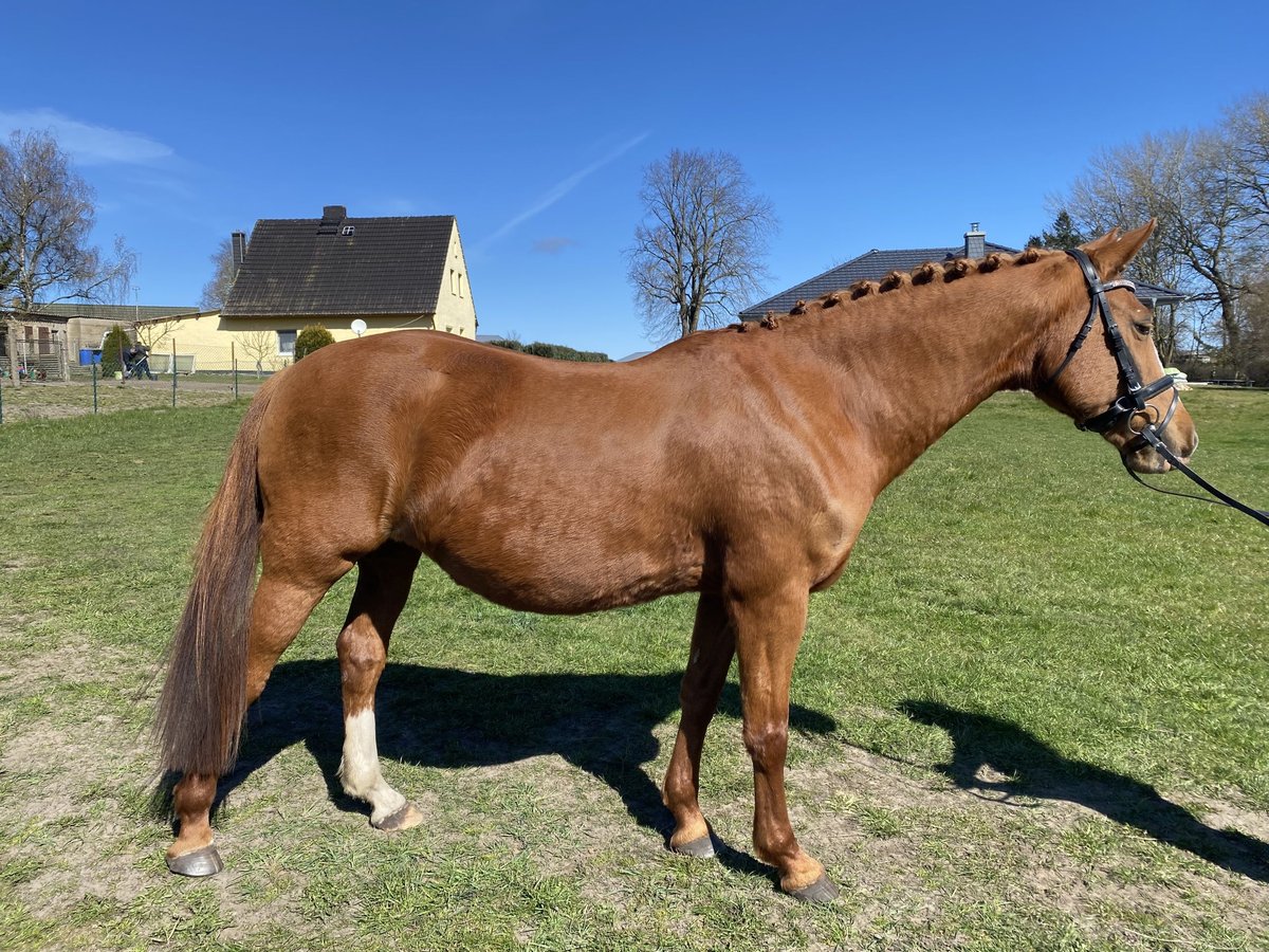 Deutsches Reitpony Stute 15 Jahre 147 cm Fuchs in Brünzow OT Klein Ernsthof