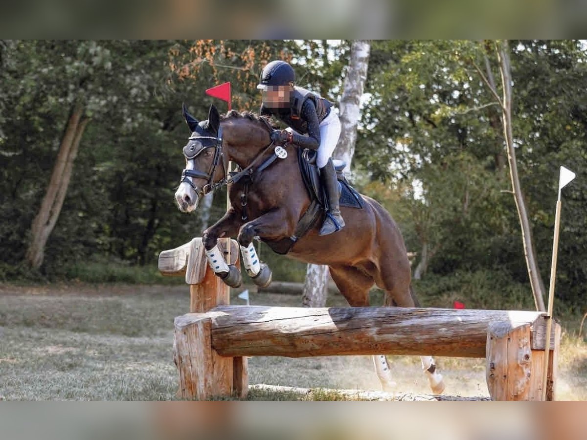 Deutsches Reitpony Stute 15 Jahre 148 cm Dunkelbrauner in Sickte