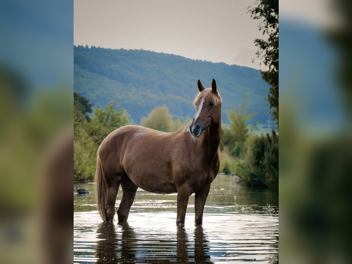 Deutsches Reitpony Stute 15 Jahre 148 cm Fuchs in Bopfingen