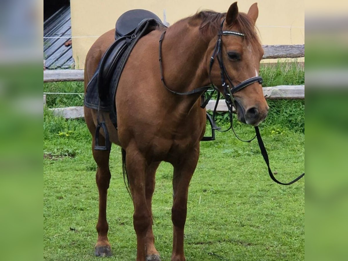 Deutsches Reitpony Stute 15 Jahre 148 cm Fuchs in D&#xF6;beln