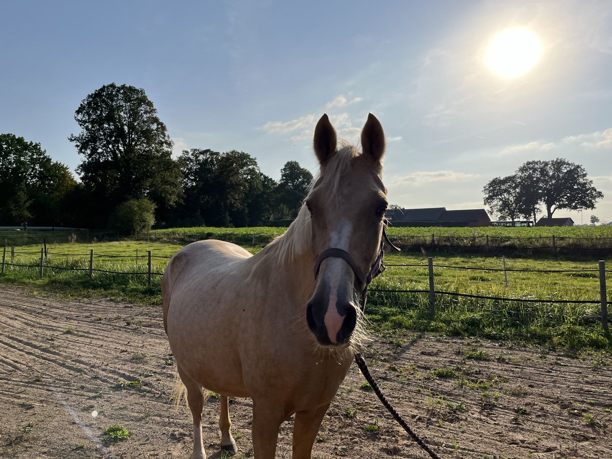 Deutsches Reitpony Stute 15 Jahre 148 cm Palomino in Stolzenau Anemolter-Schinna, Anemolter