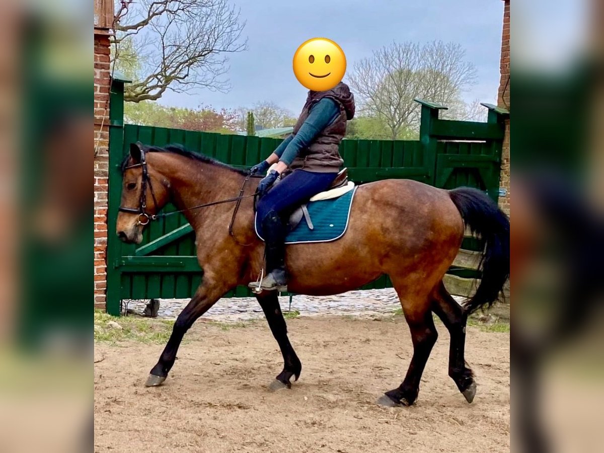 Deutsches Reitpony Stute 15 Jahre 160 cm Brauner in Aukrug