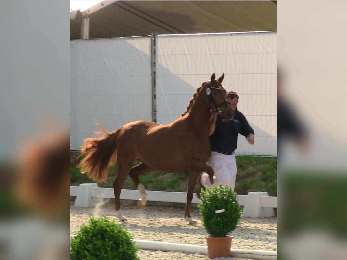 Deutsches Reitpony Stute 15 Jahre in Bedburg