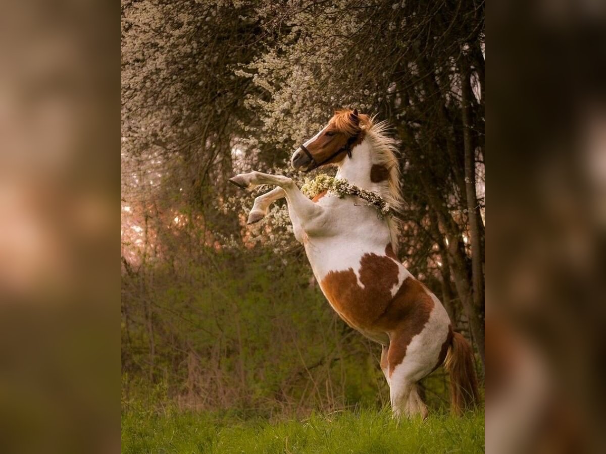 Deutsches Reitpony Stute 16 Jahre 130 cm Schecke in Sulzemoos