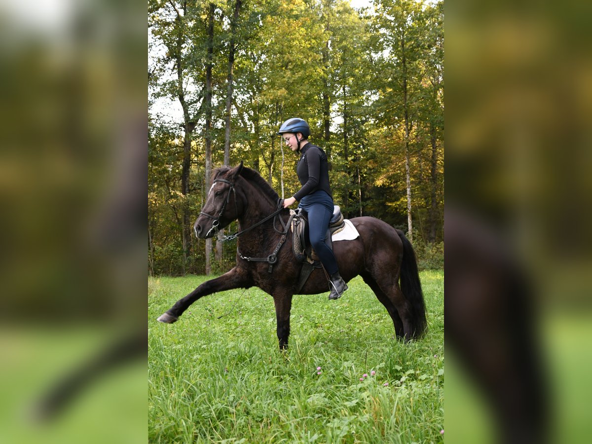 Deutsches Reitpony Mix Stute 16 Jahre 139 cm Rappe in Z&#xFC;rich