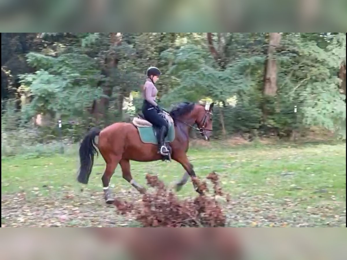 Deutsches Reitpony Stute 16 Jahre 142 cm Brauner in Schwanebeck