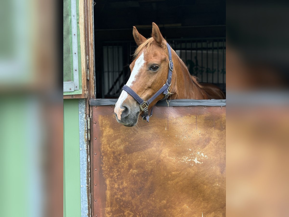 Deutsches Reitpony Stute 16 Jahre 142 cm Fuchs in Nutteln