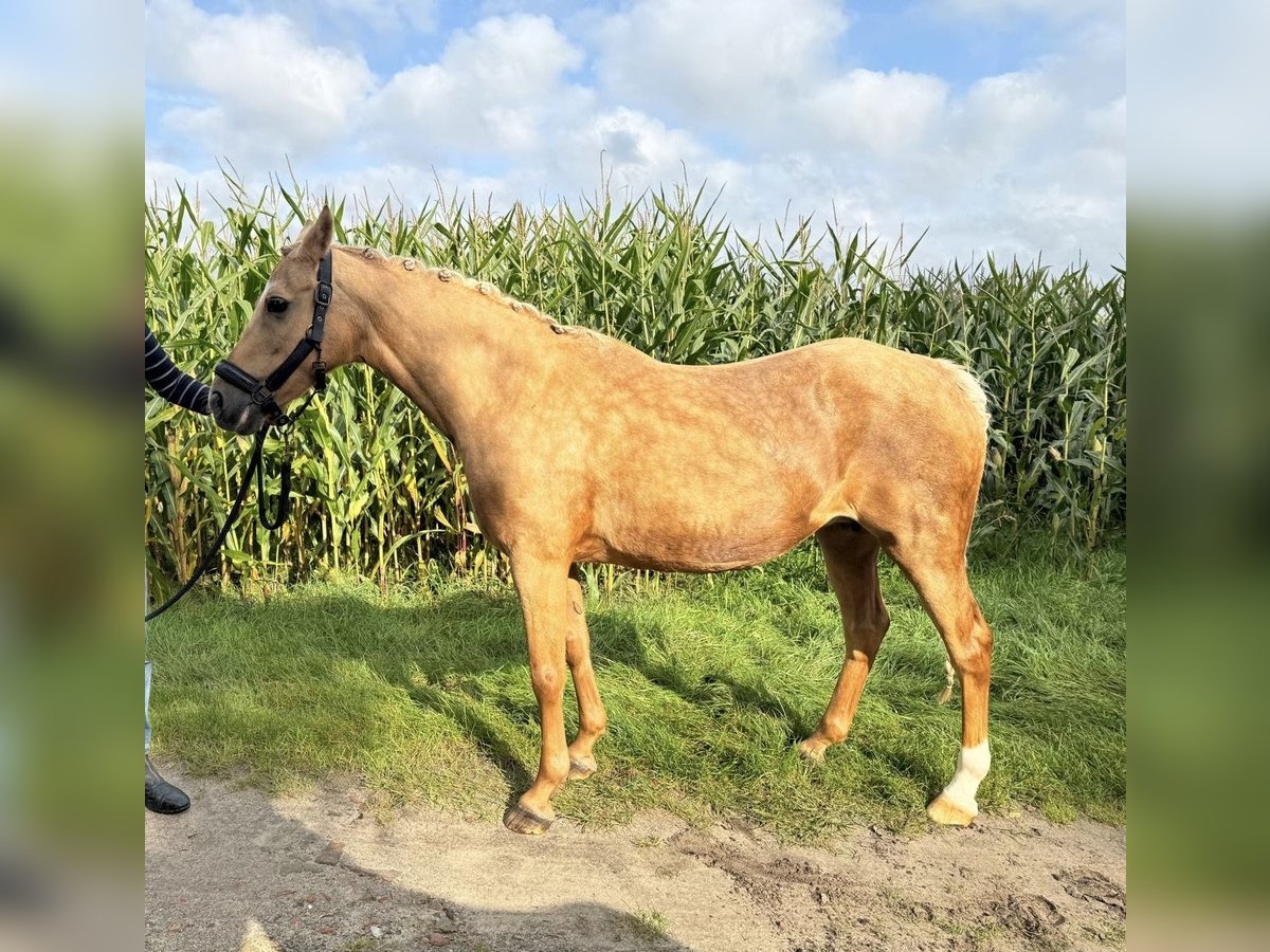 Deutsches Reitpony Stute 16 Jahre 142 cm Palomino in Surwold