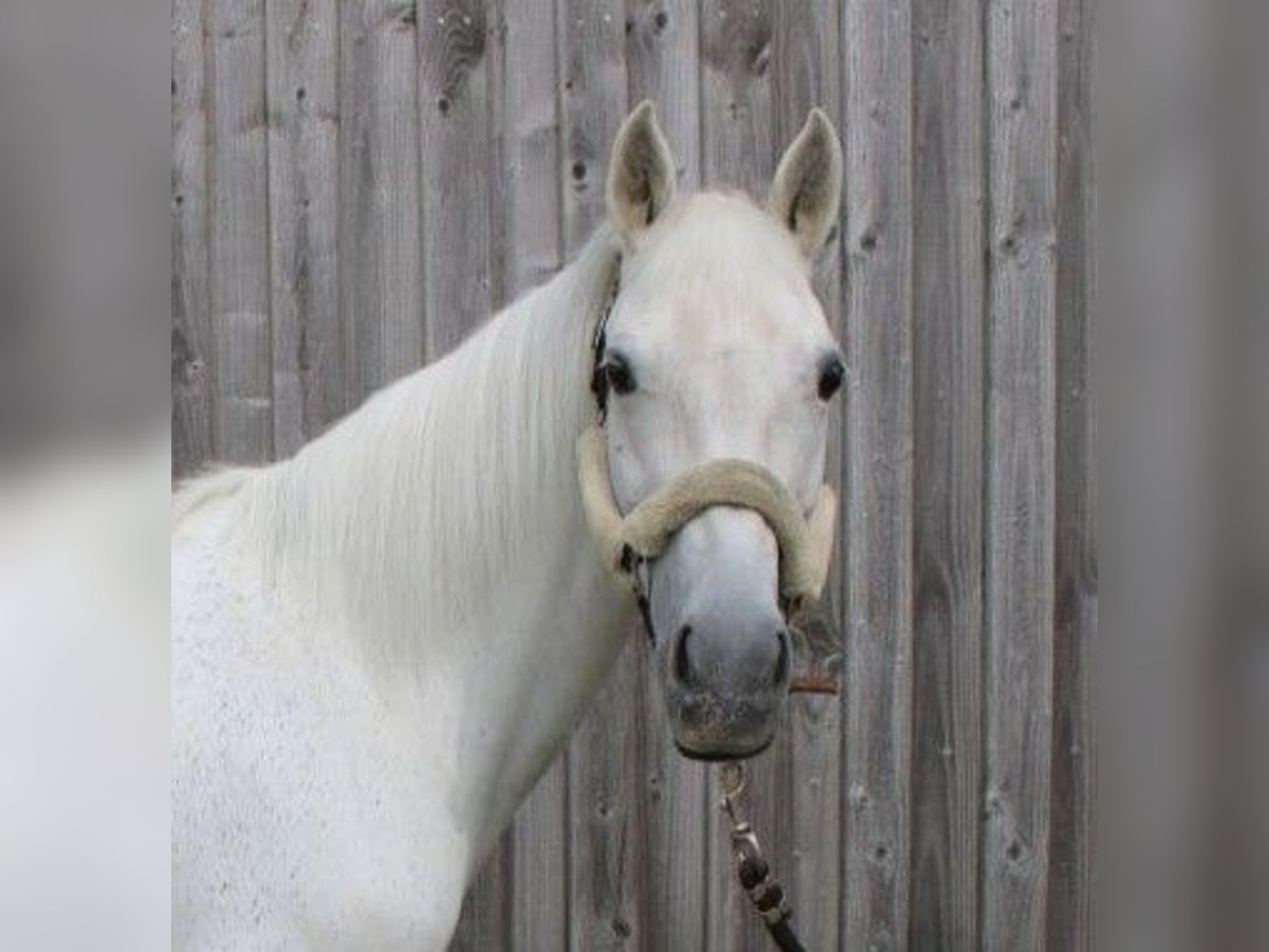 Deutsches Reitpony Stute 16 Jahre 142 cm Schimmel in Mulfingen