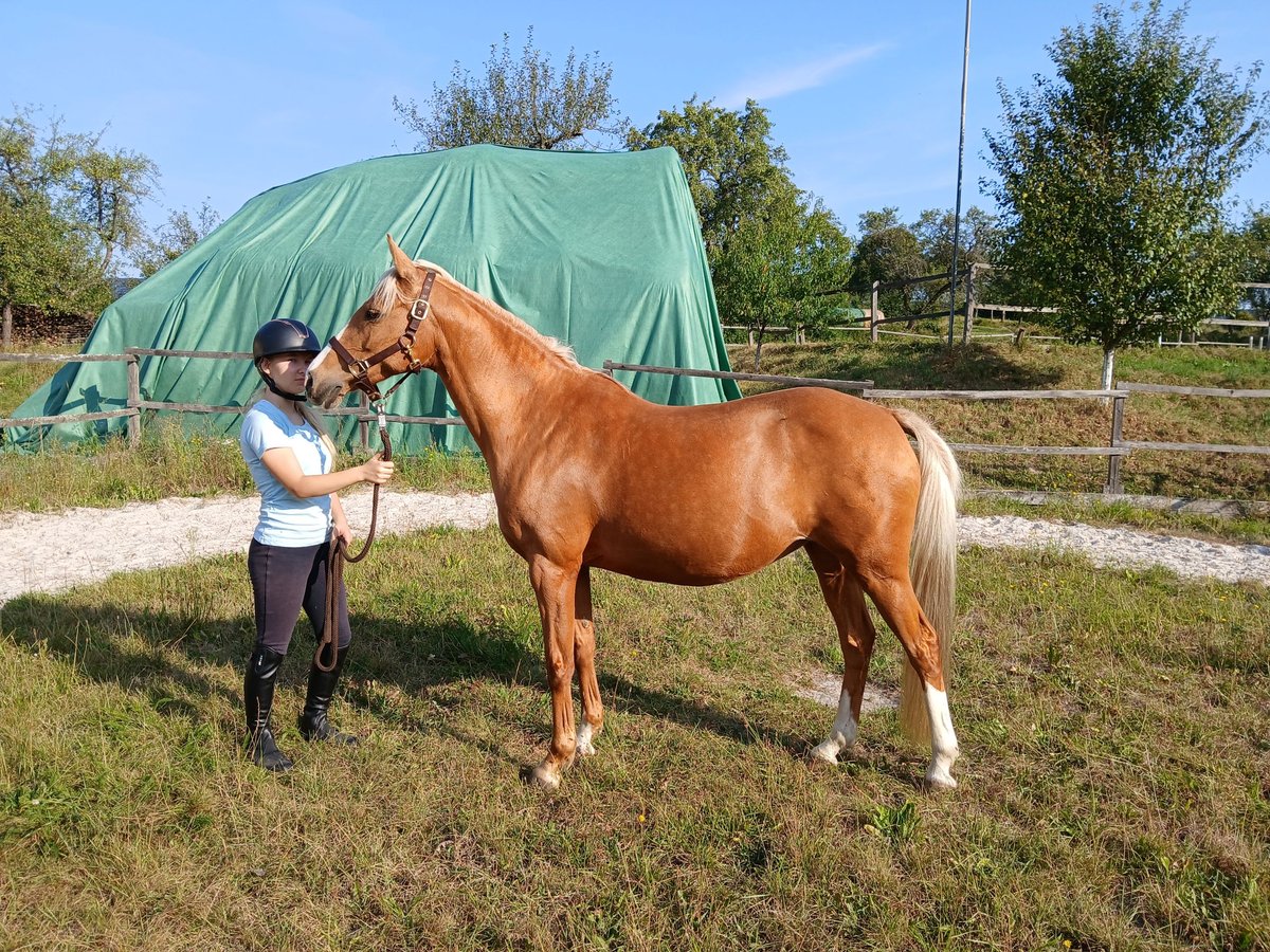 Deutsches Reitpony Stute 16 Jahre 143 cm Palomino in Rentweinsdorf