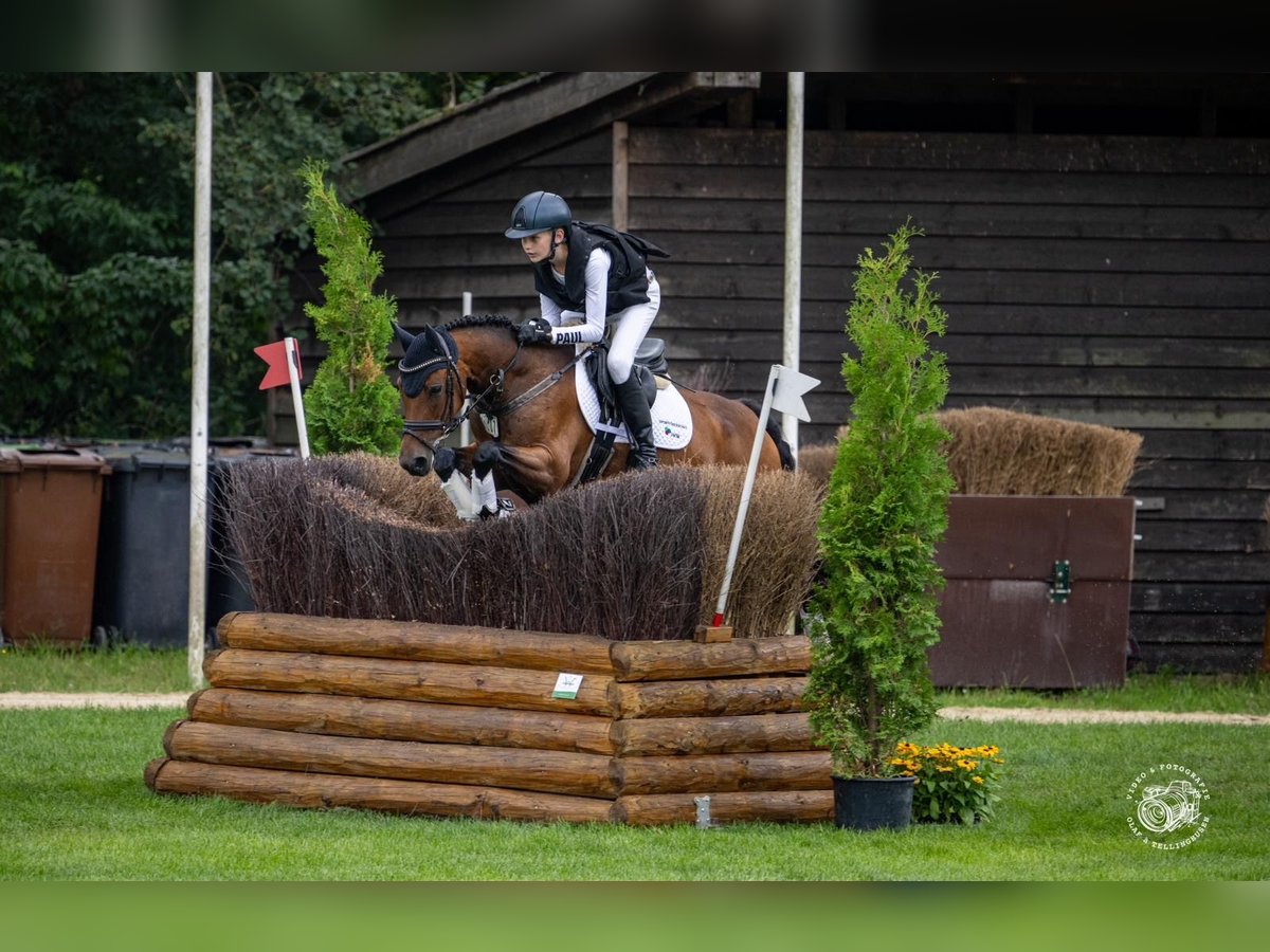 Deutsches Reitpony Stute 16 Jahre 145 cm Brauner in Everswinkel