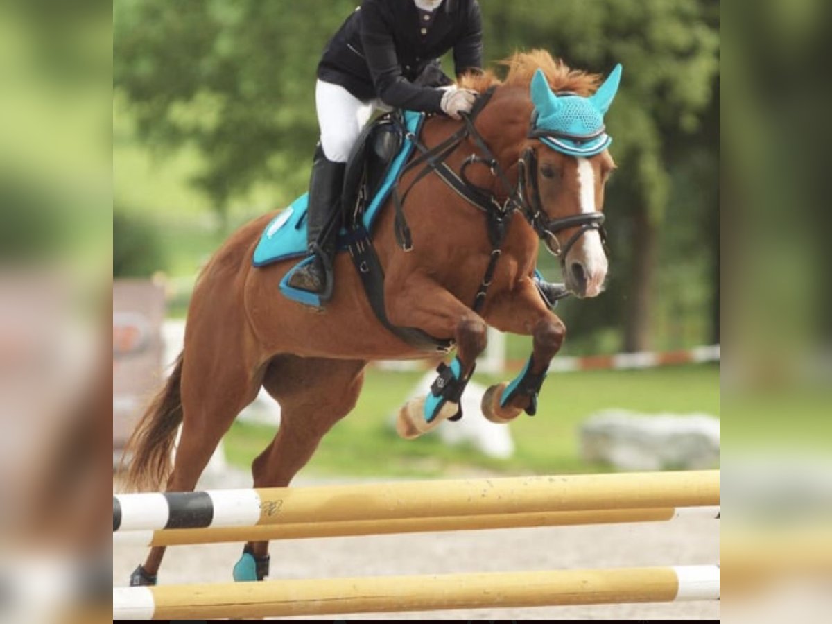 Deutsches Reitpony Stute 16 Jahre 145 cm Fuchs in Garsten