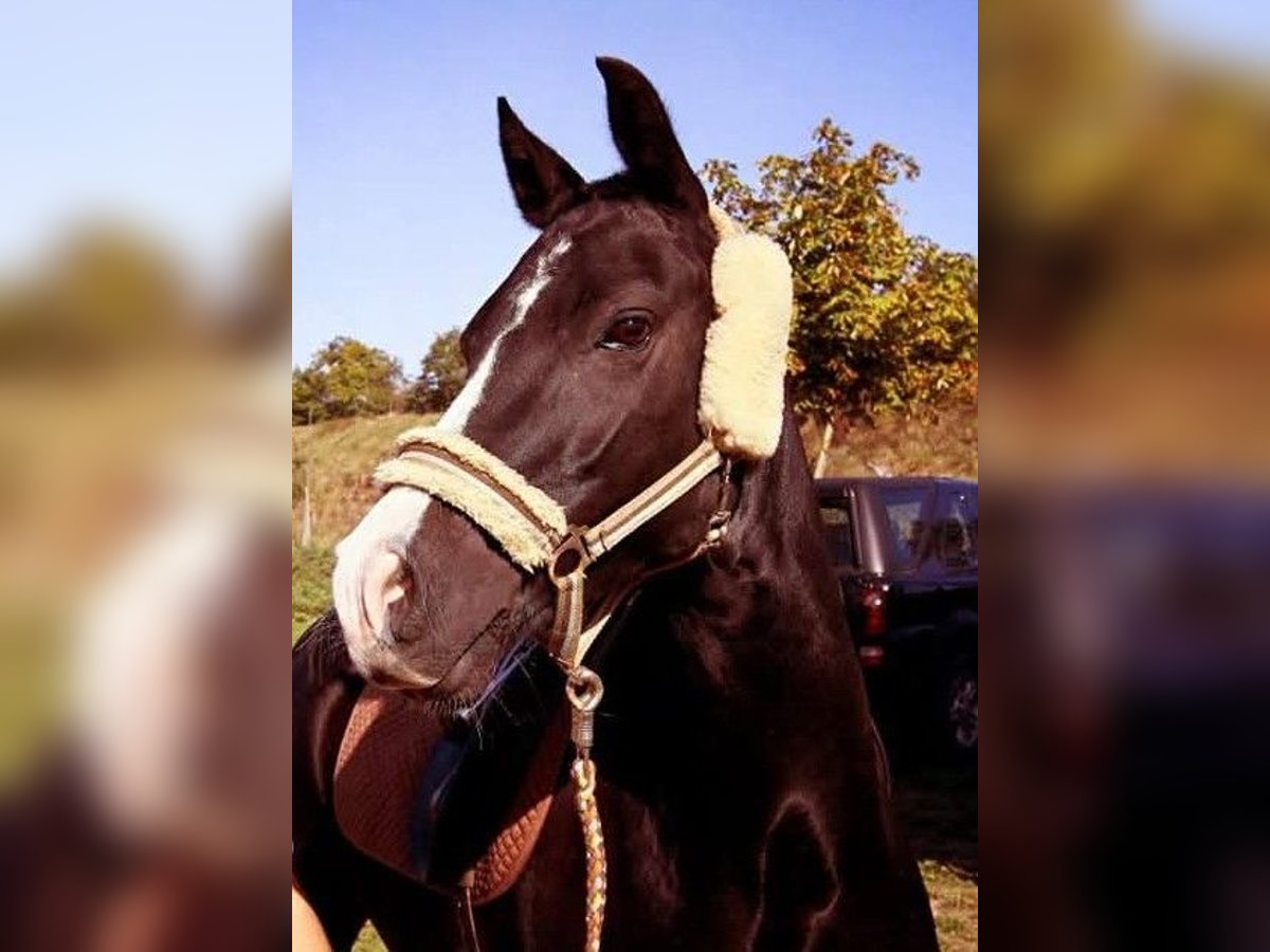 Deutsches Reitpony Stute 16 Jahre 146 cm Rappe in Albsfelde