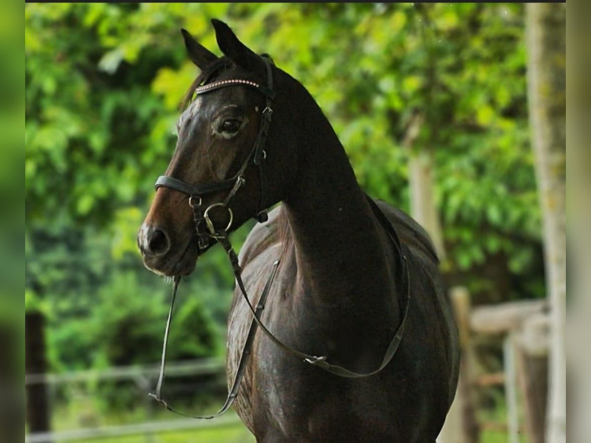 Deutsches Reitpony Stute 16 Jahre 147 cm Dunkelbrauner in Eslohe