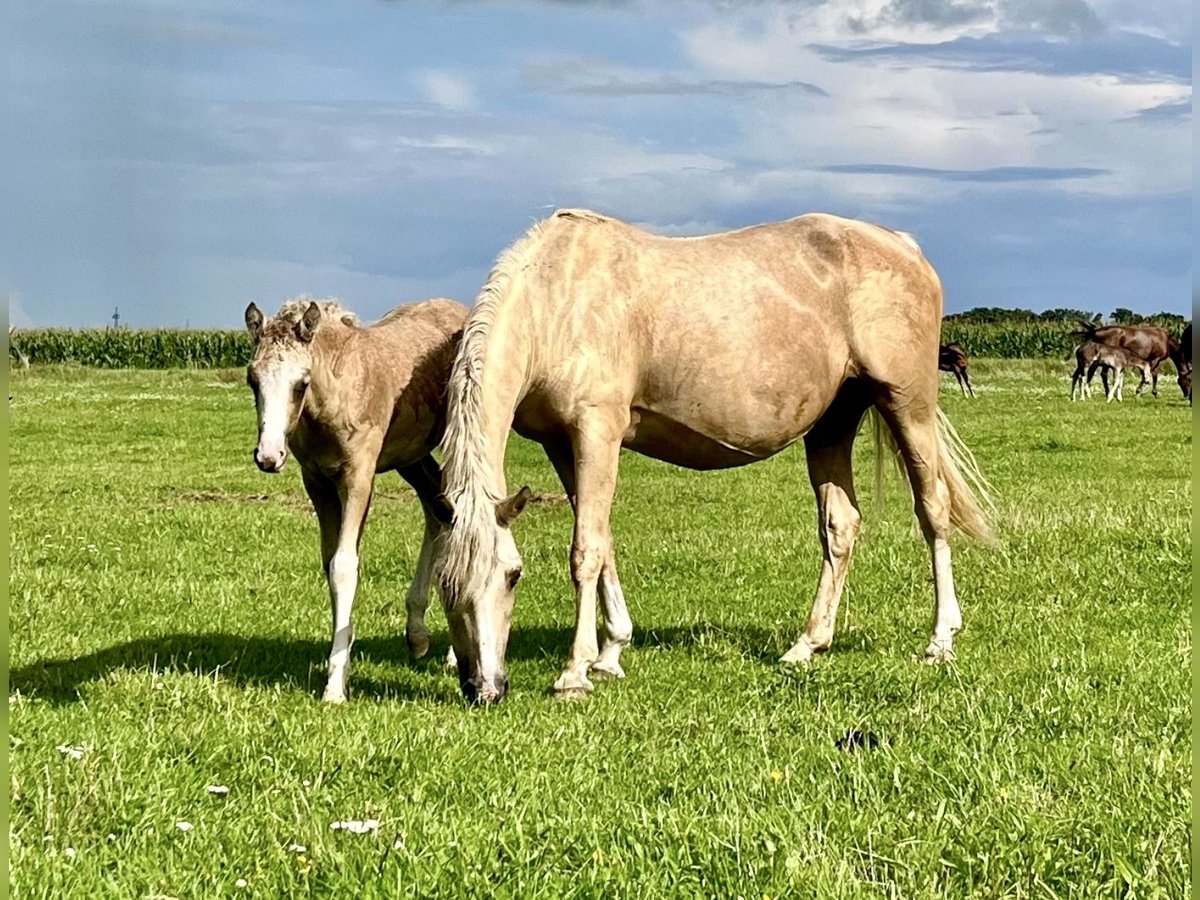 Deutsches Reitpony Stute 16 Jahre 147 cm Palomino in L&#xF6;wenberger LandGransee