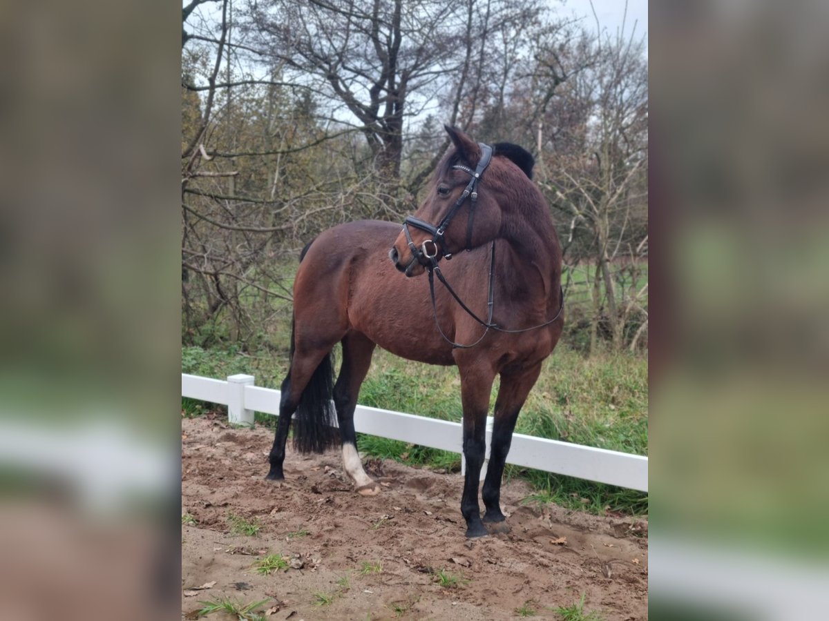 Deutsches Reitpony Stute 16 Jahre 148 cm Brauner in Leezen