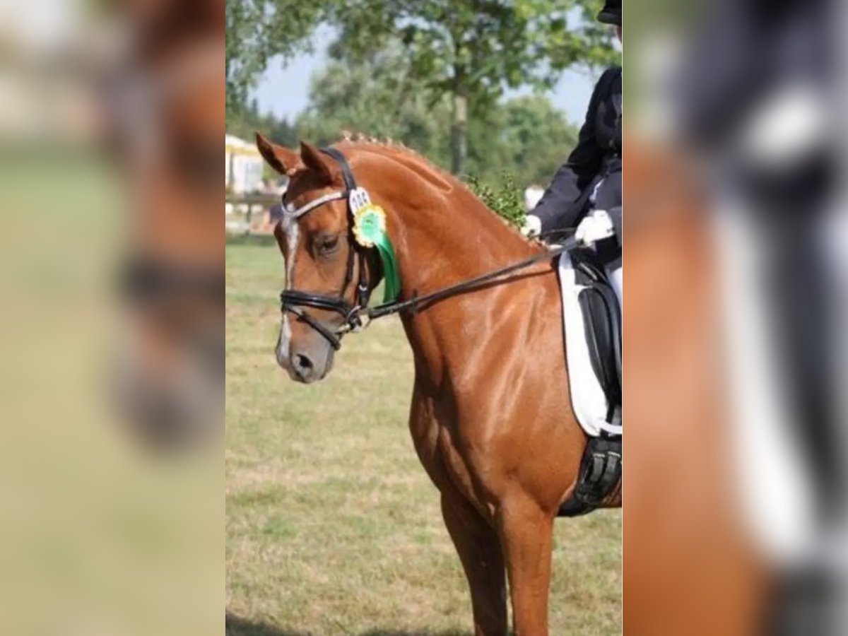 Deutsches Reitpony Stute 16 Jahre 148 cm Fuchs in Extertal