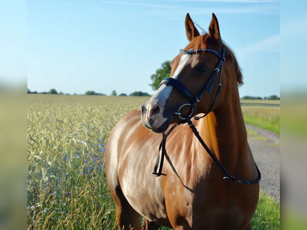 Deutsches Reitpony Stute 16 Jahre 150 cm Fuchs in Thedinghausen