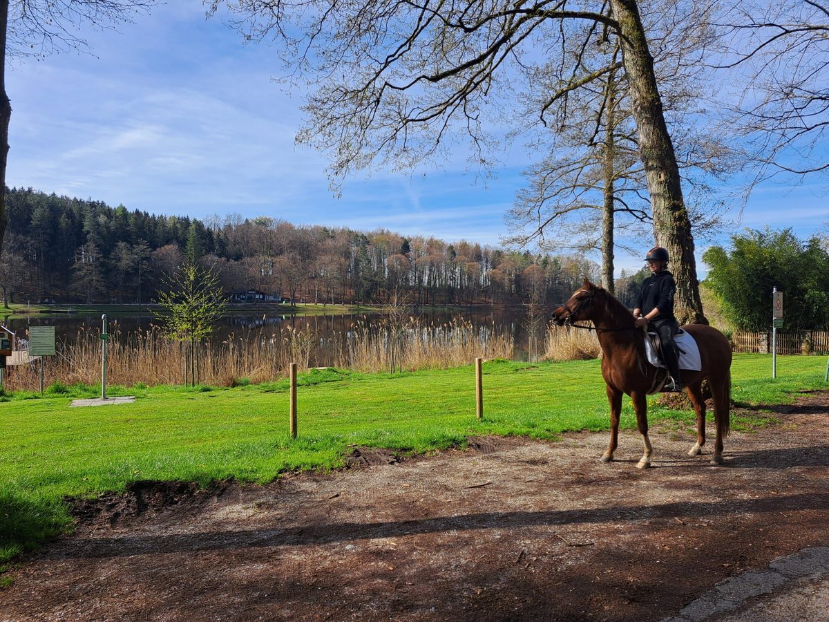 Deutsches Reitpony Mix Stute 16 Jahre 154 cm Fuchs in Mariapfarr