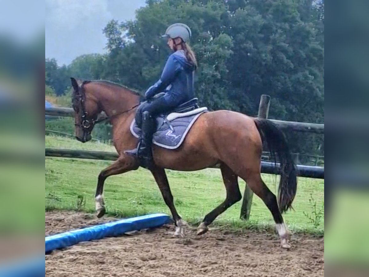 Deutsches Reitpony Stute 17 Jahre 138 cm Brauner in Ritterhude