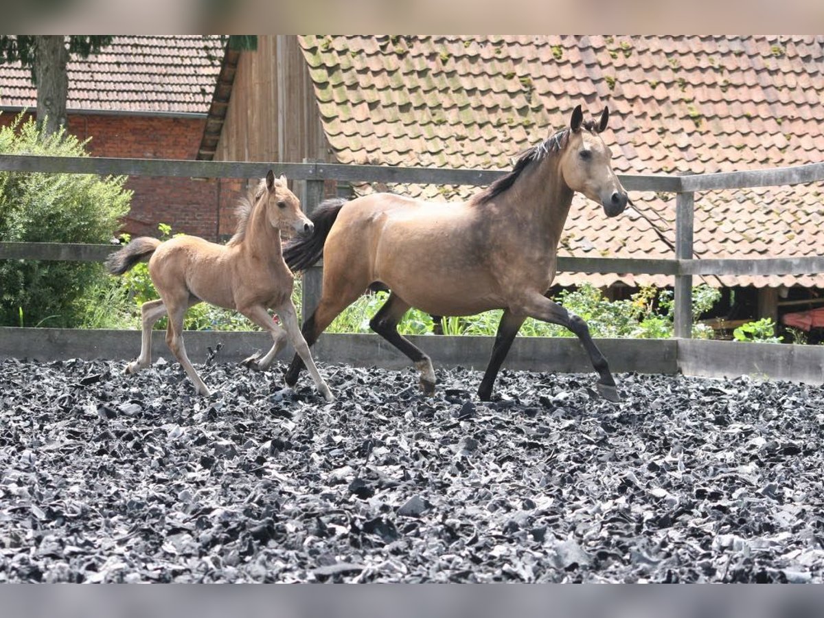 Deutsches Reitpony Stute 17 Jahre 142 cm Buckskin in Erwitte