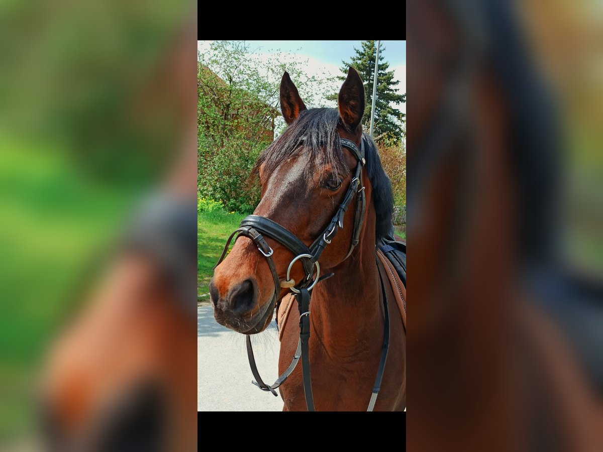 Deutsches Reitpony Stute 17 Jahre 144 cm Brauner in Neudrossenfeld
