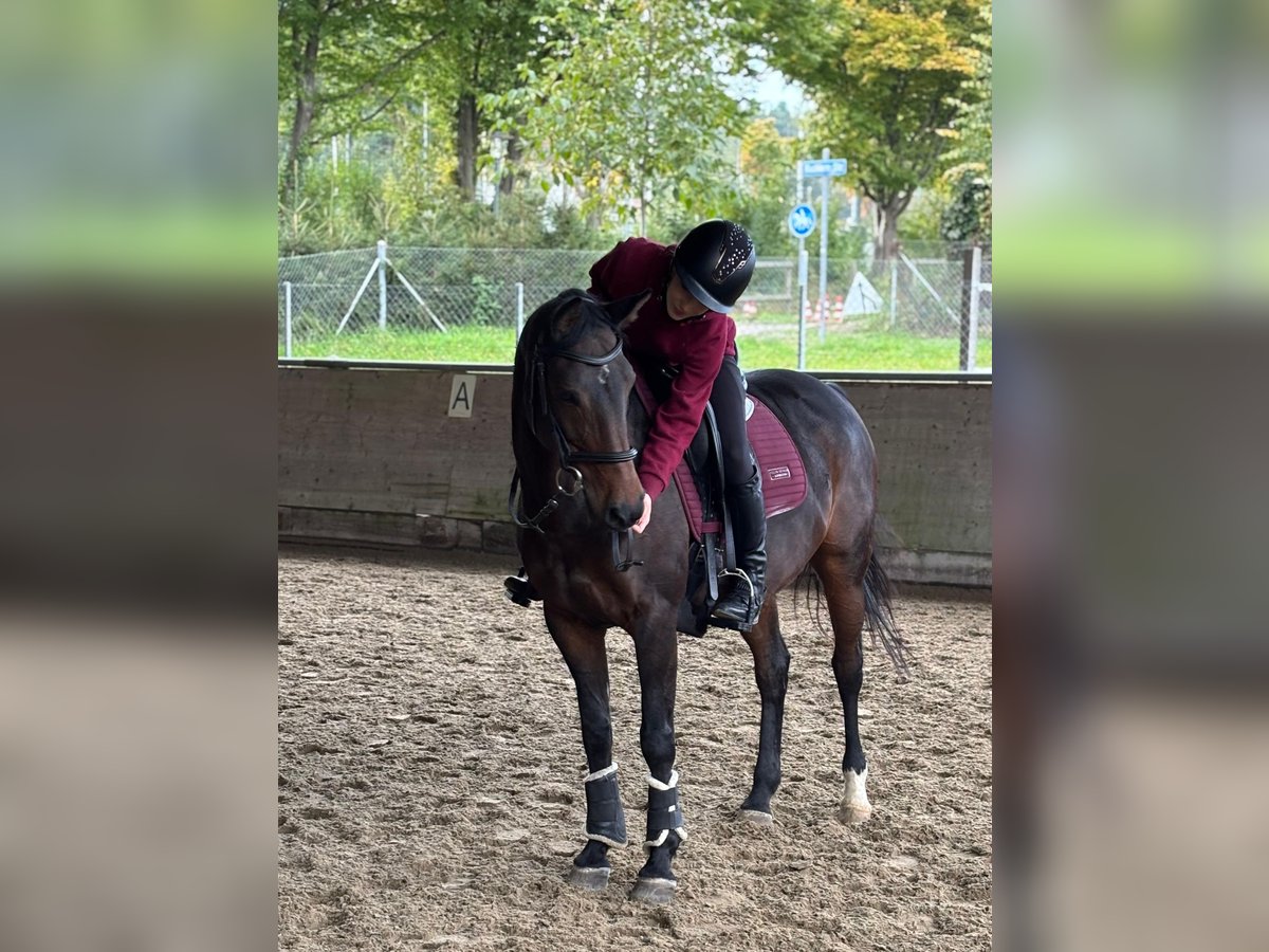 Deutsches Reitpony Stute 17 Jahre 146 cm Dunkelbrauner in Z&#xFC;rich