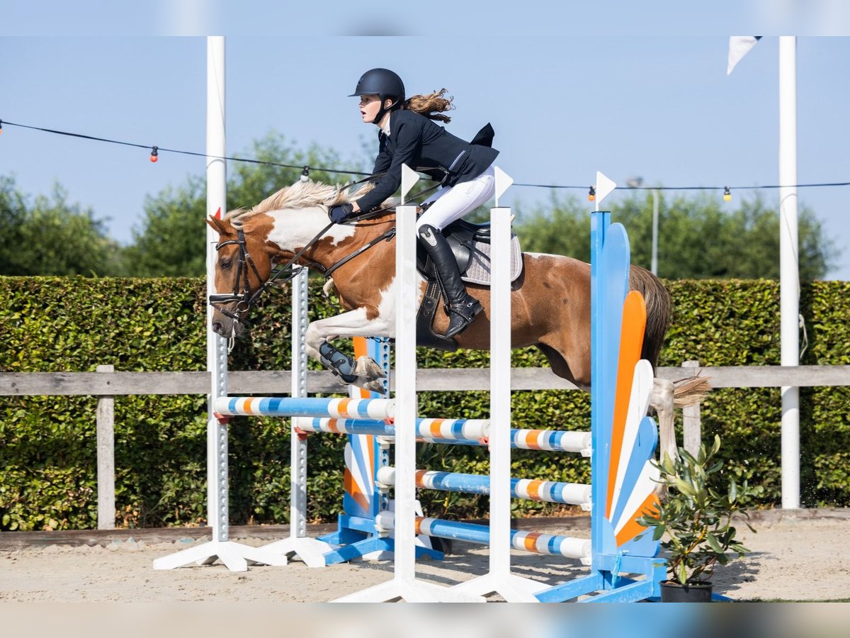 Deutsches Reitpony Stute 17 Jahre 146 cm Schecke in Scherpenzeel