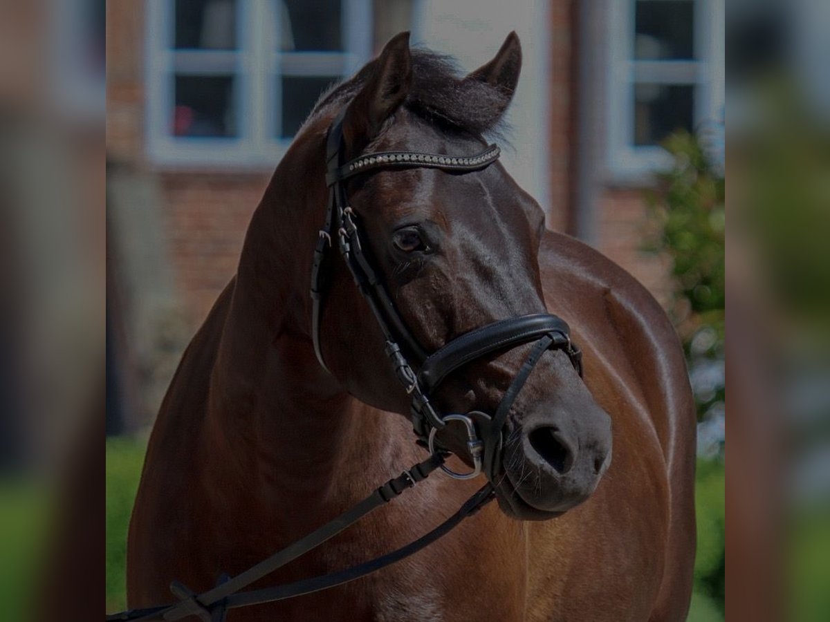 Deutsches Reitpony Stute 17 Jahre 147 cm Rappe in Sch&#xF6;nkirchen
