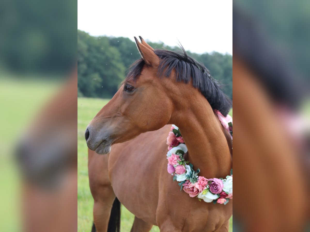 Deutsches Reitpony Stute 17 Jahre 148 cm Brauner in Mihla