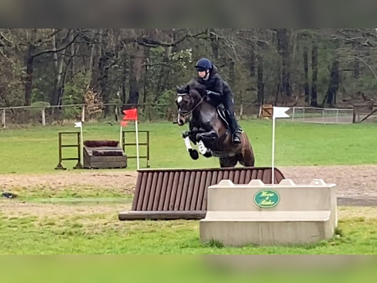 Deutsches Reitpony Stute 17 Jahre 148 cm Dunkelbrauner in Scharbeutz Deutsches Reitpony Stute 17 Jahre 148 cm Dunkelbrauner in Scharbeutz