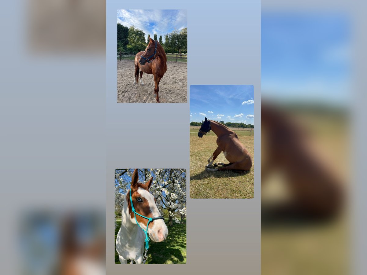 Deutsches Reitpony Stute 17 Jahre 148 cm Fuchs in Krefeld
