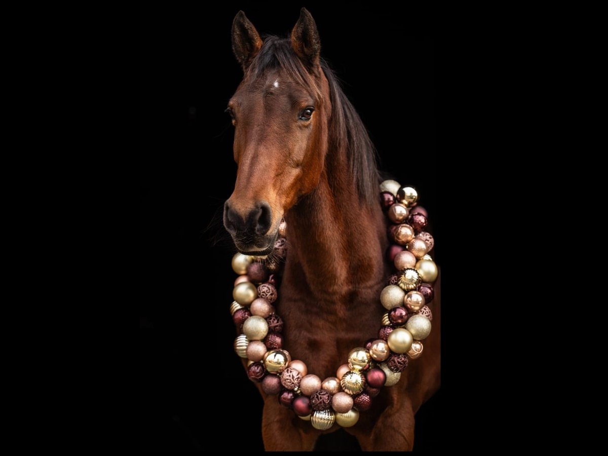 Deutsches Reitpony Stute 17 Jahre 153 cm Brauner in Wietmarschen
