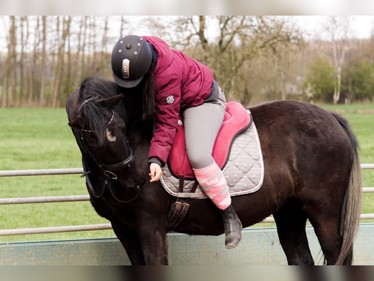 Deutsches Reitpony Stute 17 Jahre 153 cm Rappe in Himmelpforten