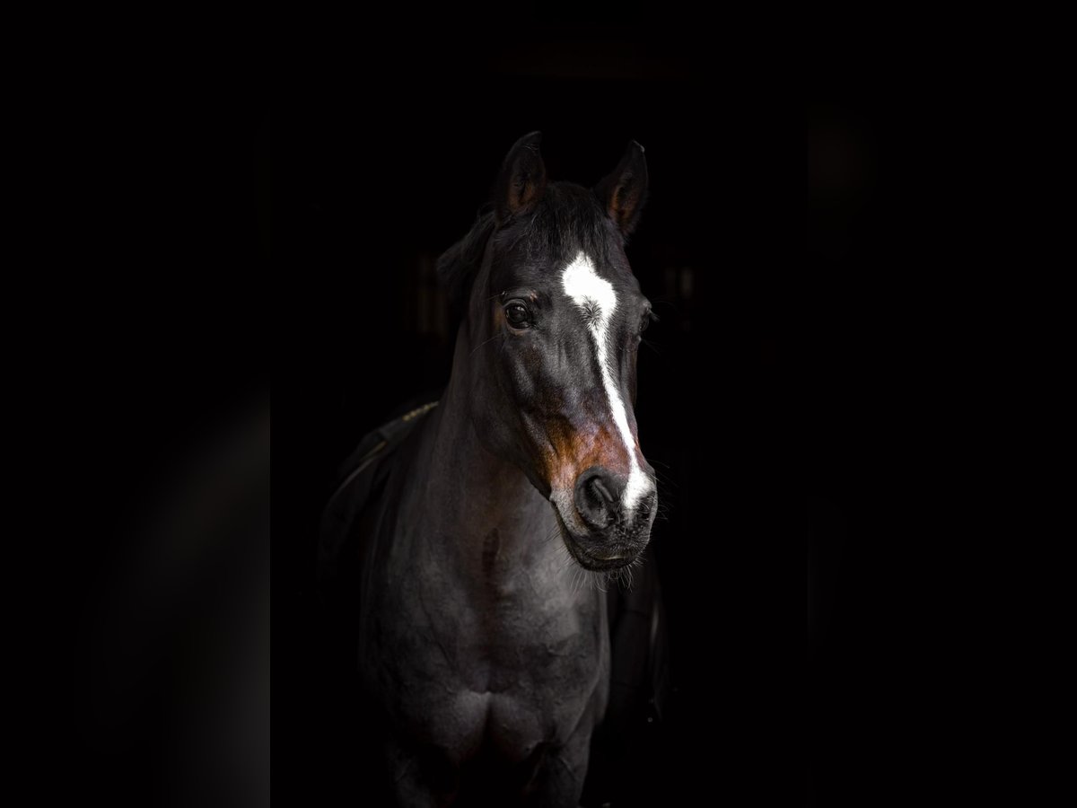 Deutsches Reitpony Stute 18 Jahre 143 cm Brauner in Bad Wildbad im Schwarzwald