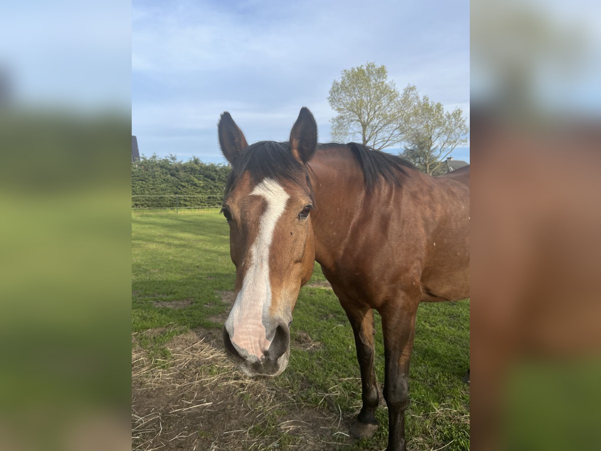 Deutsches Reitpony Stute 18 Jahre 143 cm Brauner in Hasel&#xFC;nne