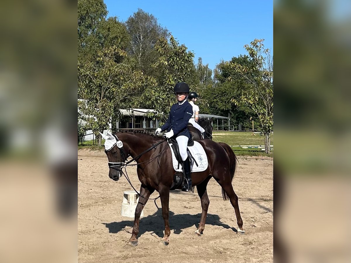 Deutsches Reitpony Stute 18 Jahre 147 cm Dunkelfuchs in BremenBremen